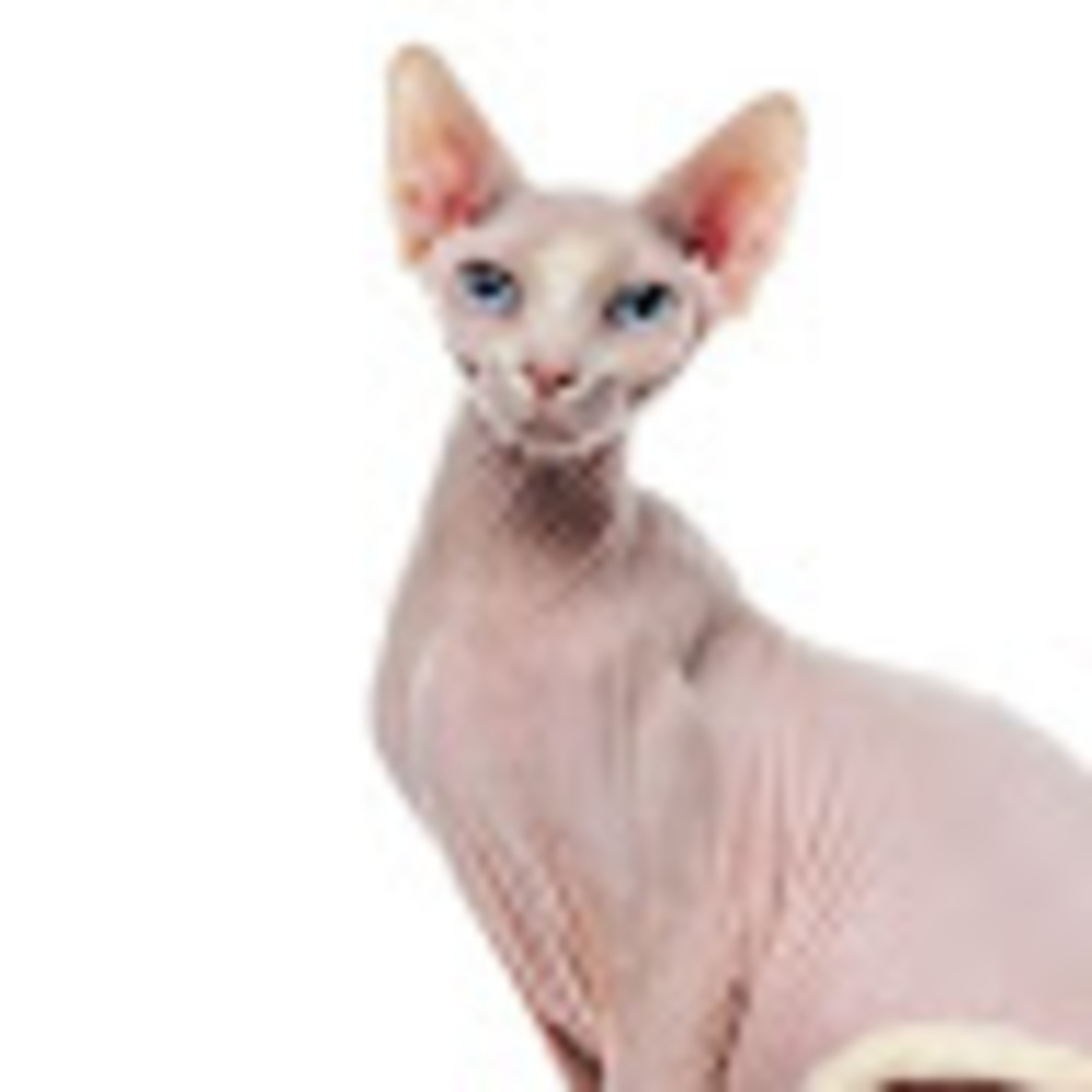 Meet your Posher, Cecil